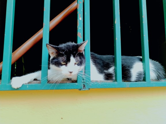 Mascota