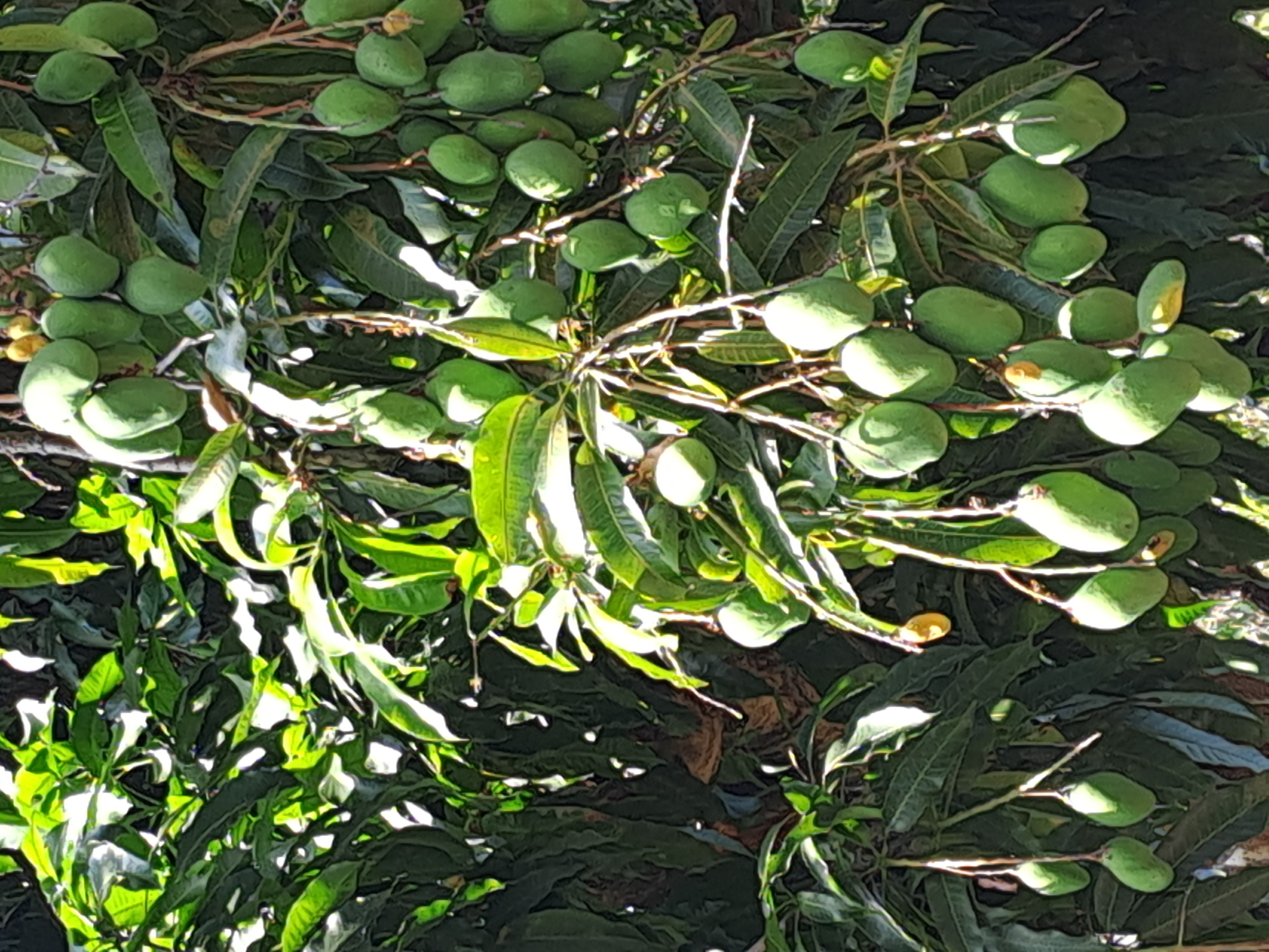 Naturaleza y frutos